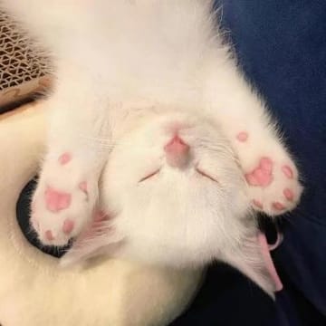 Ảnh đại diện người dùng